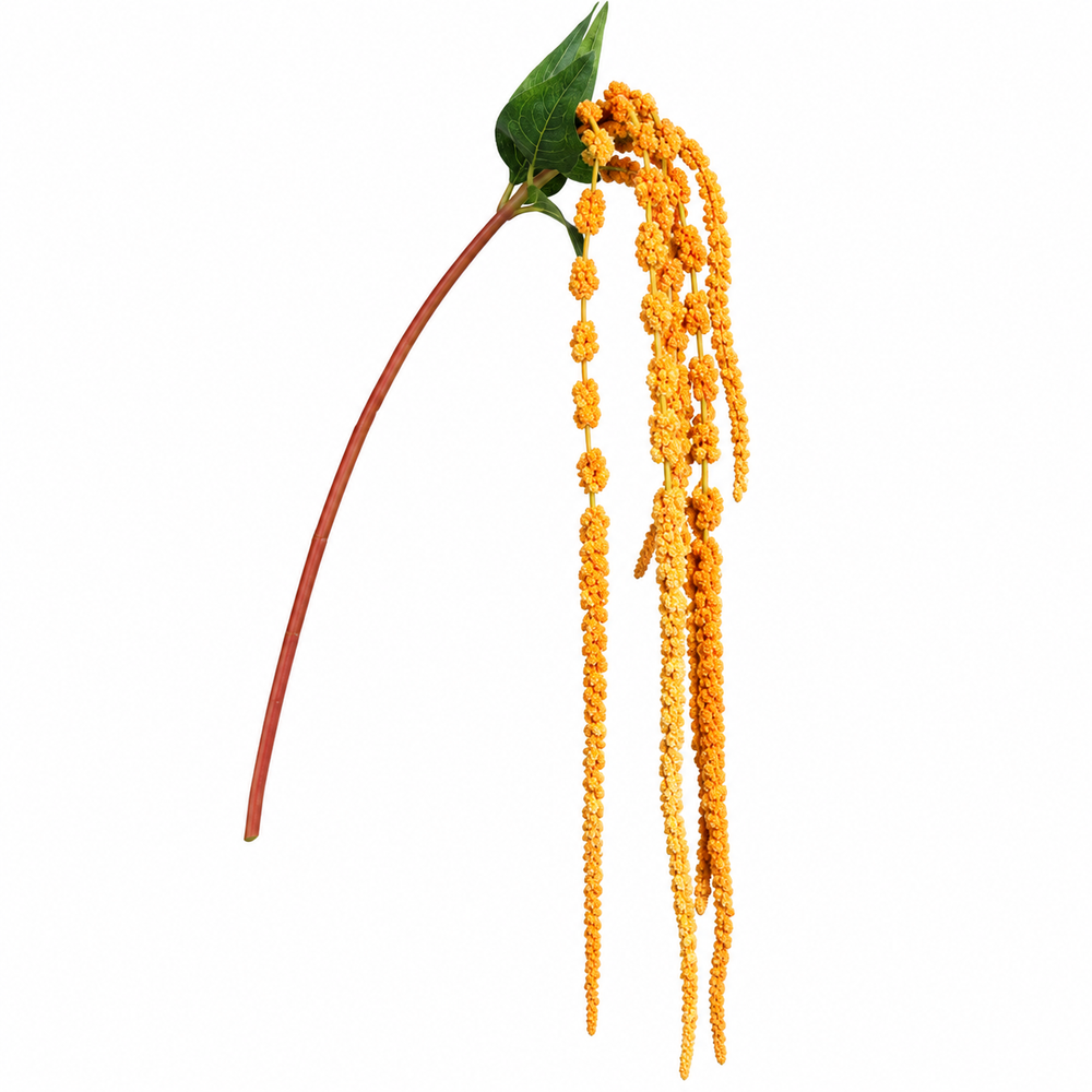 Amaranthus, 122 cm, orange, 18/180