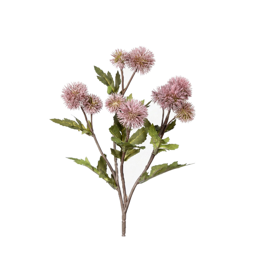 Dusty Pink Ball Thistle (54 cm)