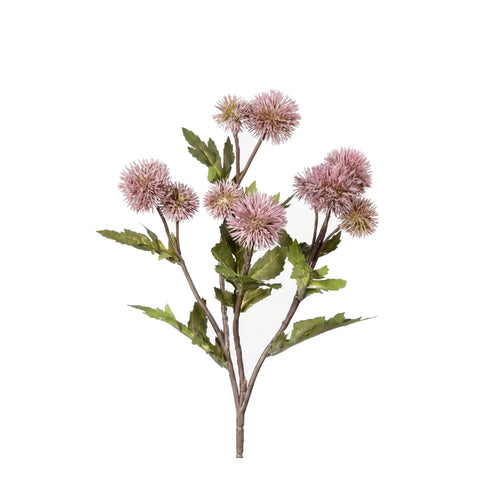 Dusty Pink Ball Thistle (54 cm)