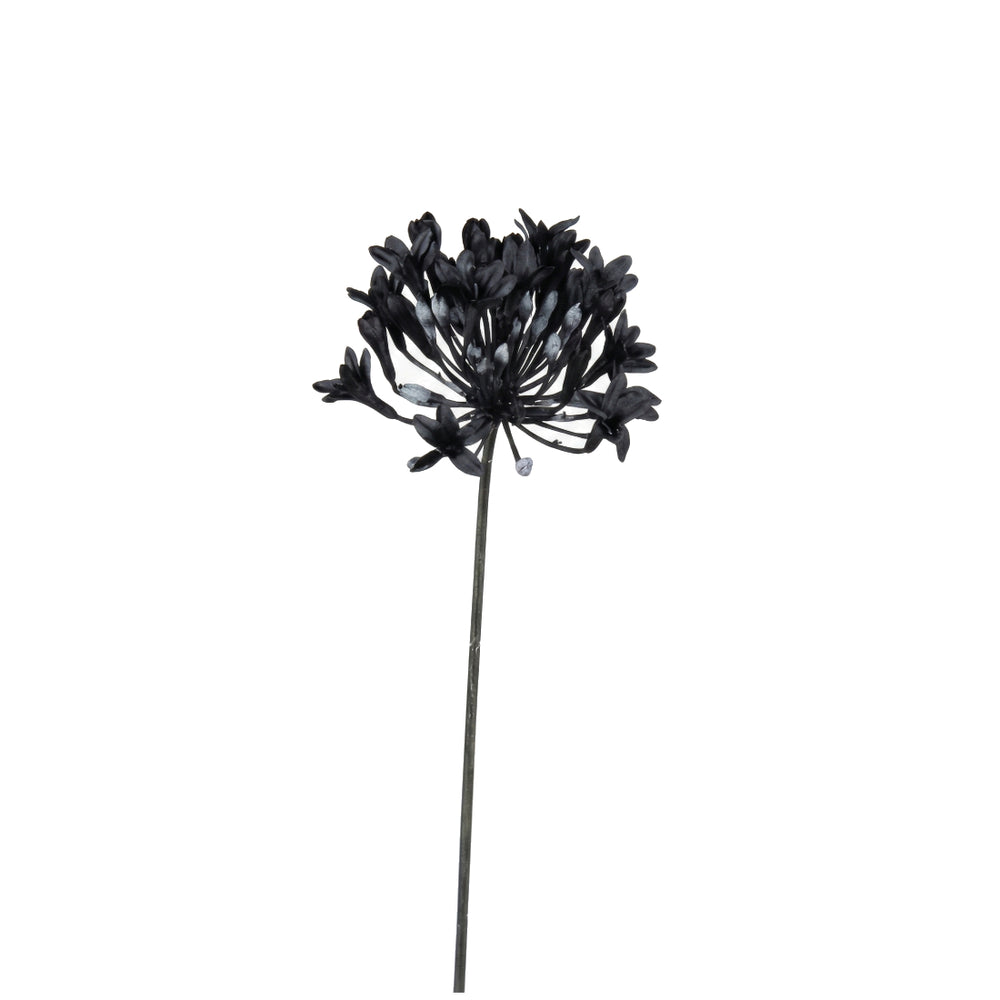 Black Agapanthus Stem (72 cm)