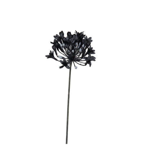Black Agapanthus Stem (72 cm)