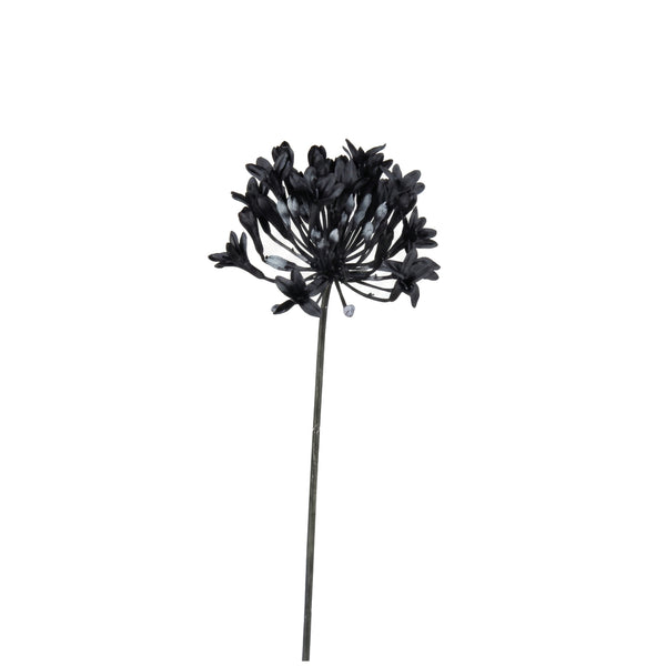 Black Agapanthus Stem (72 cm)