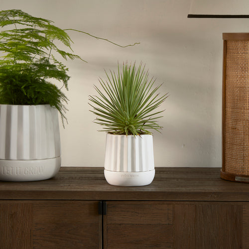 RM Let It Grow Planter S