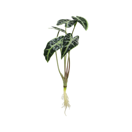 Alocasia Leaf Plant With 5 Leaves