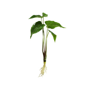 Anthurium Leaf Plant