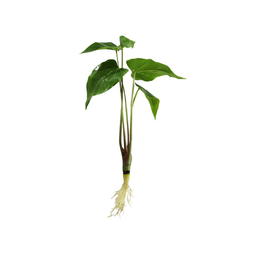Anthurium Leaf Plant