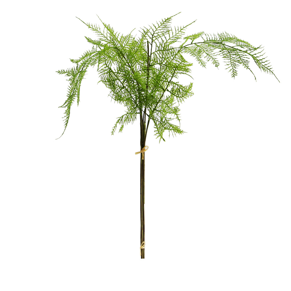Asparagus Plumosus Bundle (82 cm)