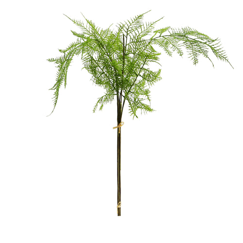 Asparagus Plumosus Bundle (82 cm)