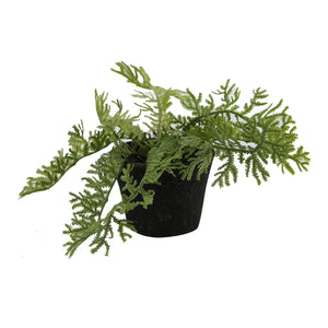 Fern In Terracotta Pot