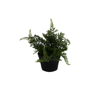 Fern In Terracotta Pot