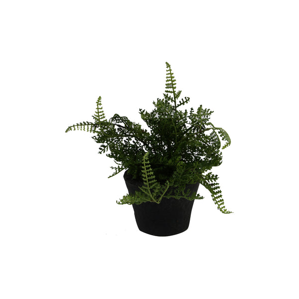 Fern In Terracotta Pot