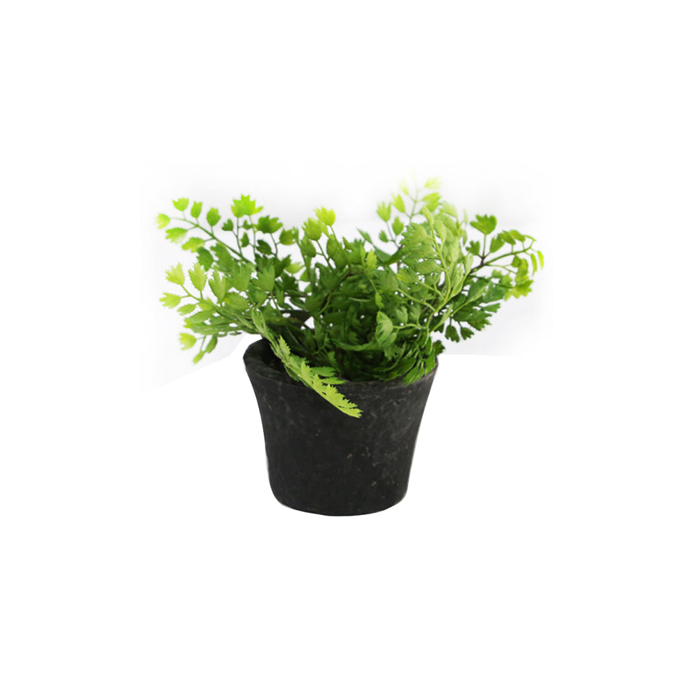 Fern In Terracotta Pot