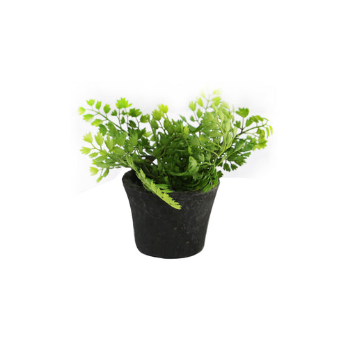 Fern In Terracotta Pot