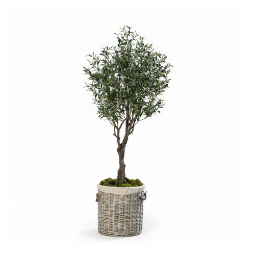 Olive Tree In Pot (190 cm)