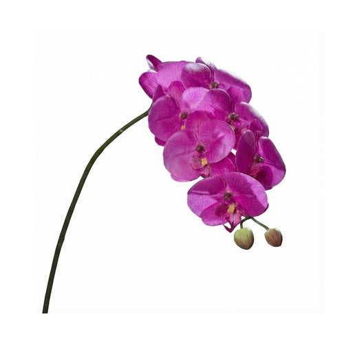 Purple Naturel Orchid Phalaenopsis (80 cm)