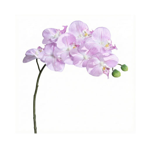 Lavender Lilac Naturel Orchid Phalaenopsis (80 cm)