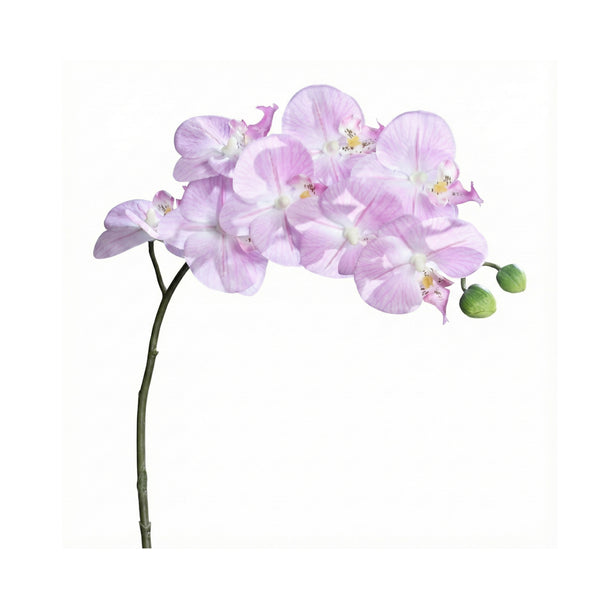 Lavender Lilac Naturel Orchid Phalaenopsis (80 cm)