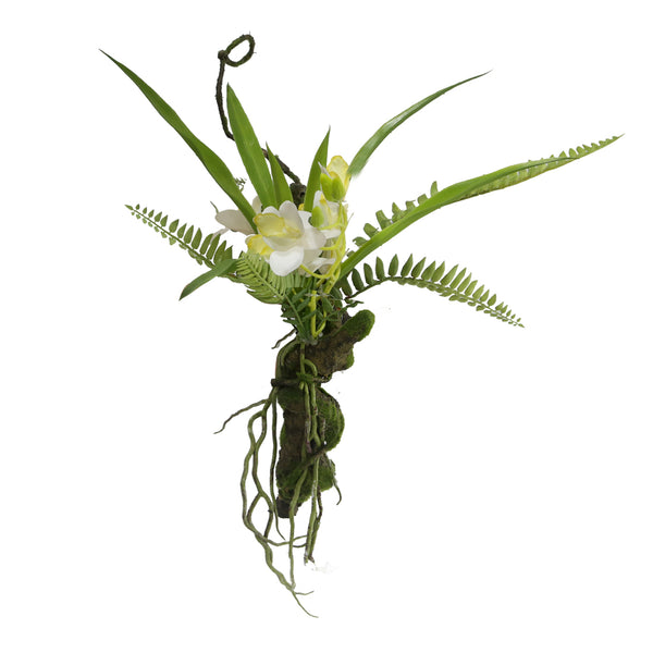 Cymbidium Orchid