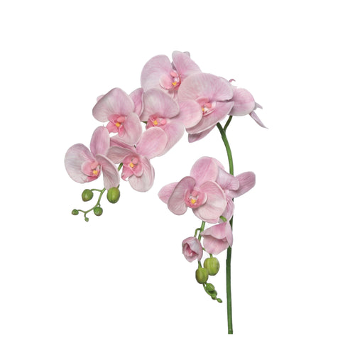 White Rosa Orchid Phalaenopsis (97 cm)