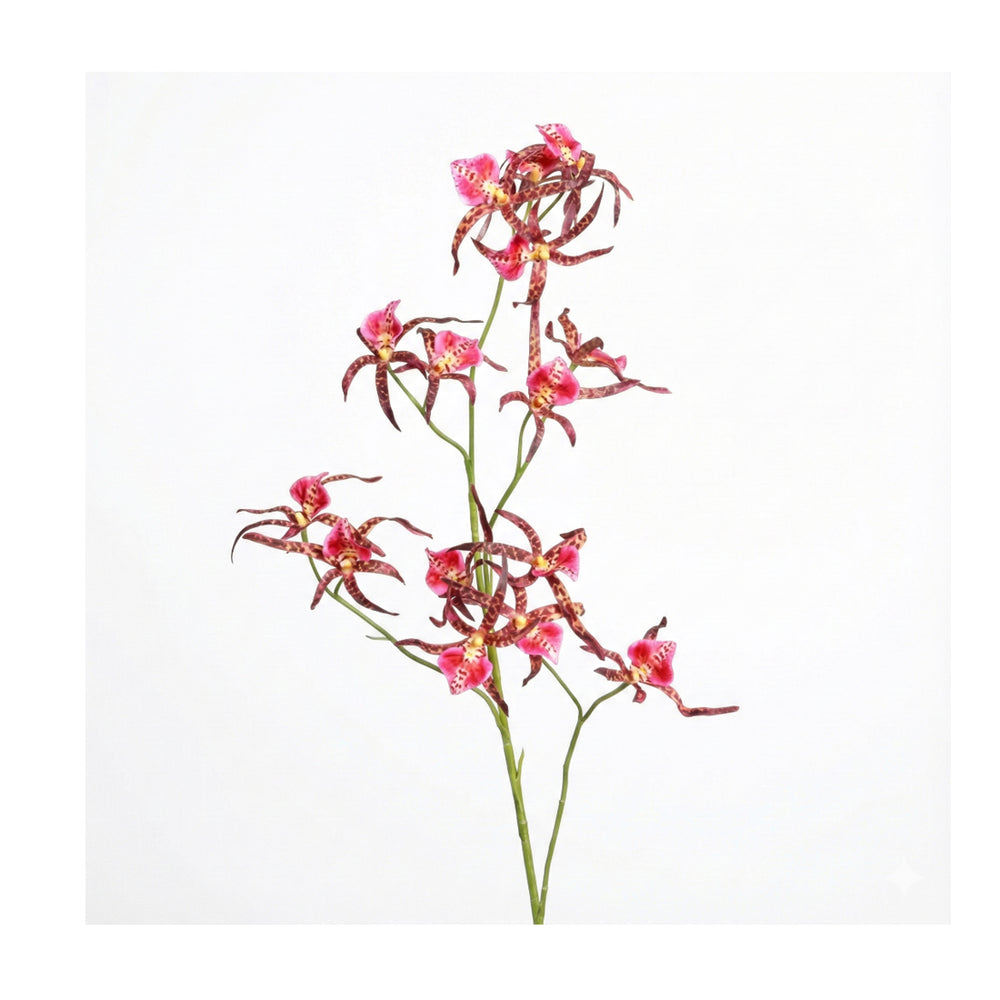 Pink Spider Orchid (105 cm)
