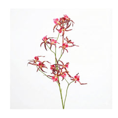 Pink Spider Orchid (105 cm)