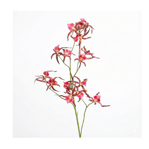 Pink Spider Orchid (105 cm)