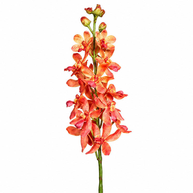 Dendrobium Orchid, 63 cm, peach, 12/72 
Natural Touch