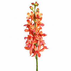 Dendrobium Orchid, 63 cm, peach, 12/72 
Natural Touch