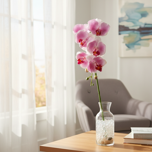 Lavender Orchid Phalaenopsis With 7 Flowers (38 cm)