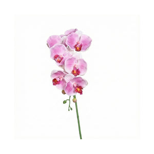 Lavender Orchid Phalaenopsis With 7 Flowers (38 cm)