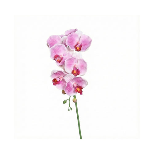 Lavender Orchid Phalaenopsis With 7 Flowers (38 cm)