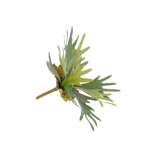 Green Staghorn Fern Plant (36 cm)