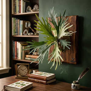 Green Staghorn Fern Plant (51 cm)