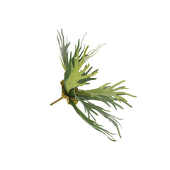 Green Staghorn Fern Plant (51 cm)