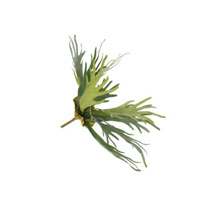 Green Staghorn Fern Plant (51 cm)