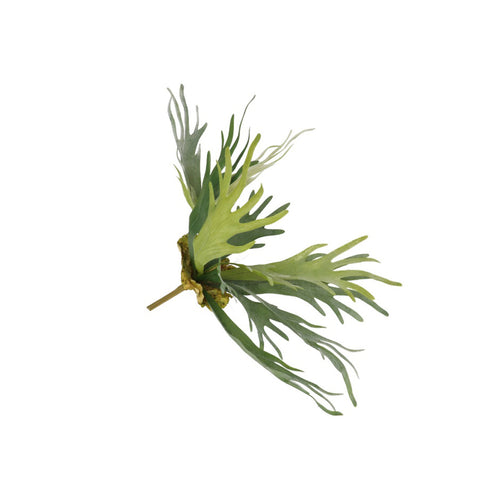 Green Staghorn Fern Plant (51 cm)