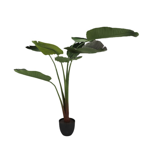 Green Strelitzia Floor Plant (159 cm)