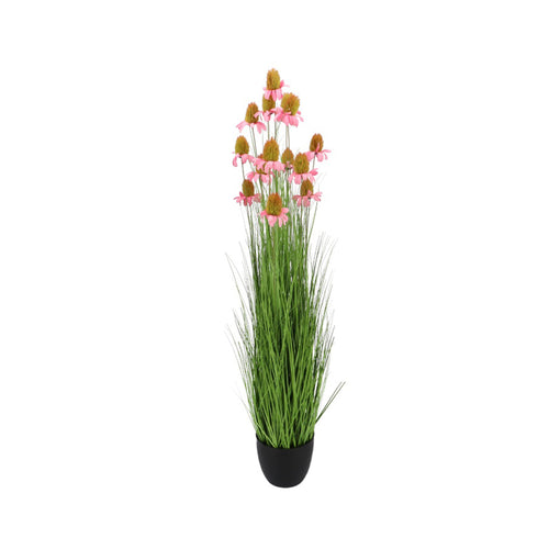 Pink Cosmos Grass Plant (150 cm)