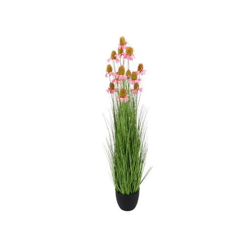 Pink Cosmos Grass Plant (120 cm)