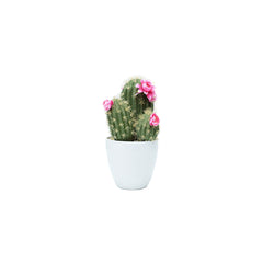Plastic Cactus 2 Colours (36 cm)