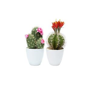 Plastic Cactus 2 Colours (36 cm)