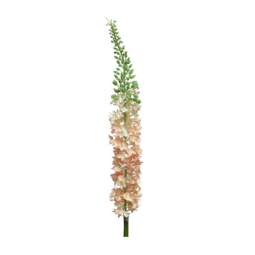 Eremurus Butterfly Flower (108 cm)