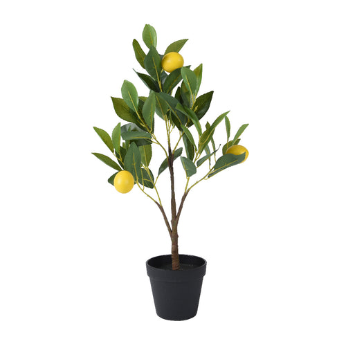 Plant lemon h60cm