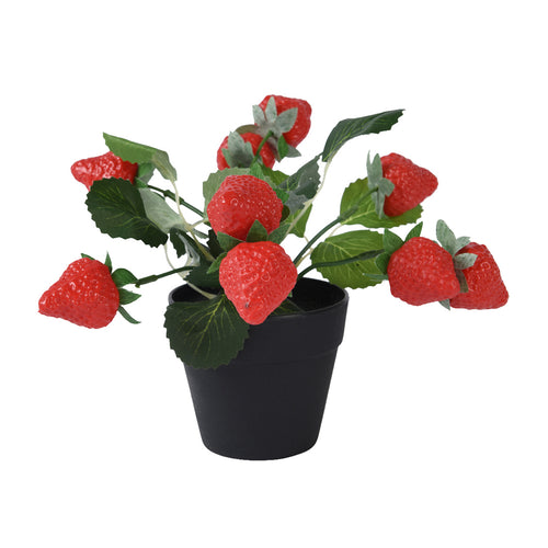 Strawberry Plant In Pot (20 cm)