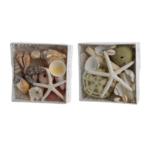 Shell Mix With Natural Deco (22 cm) - Each At