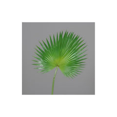 Palm leaf, green, 100cm, 6/36