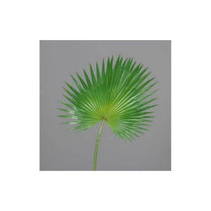 Palm leaf, green, 100cm, 6/36