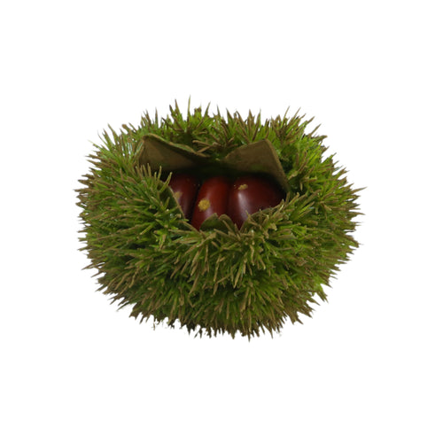 Chestnut 