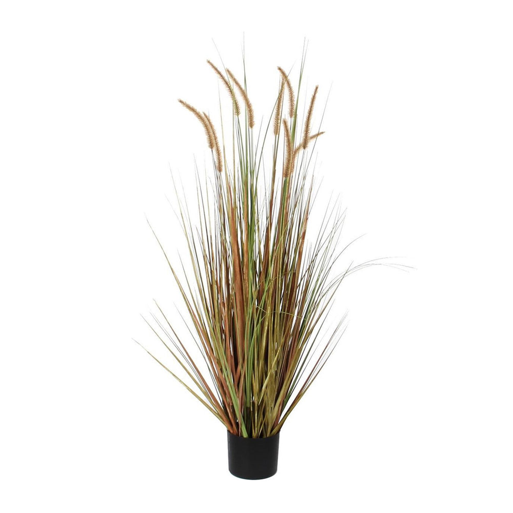 Dogtail Plume Grass In Pot (92 cm)