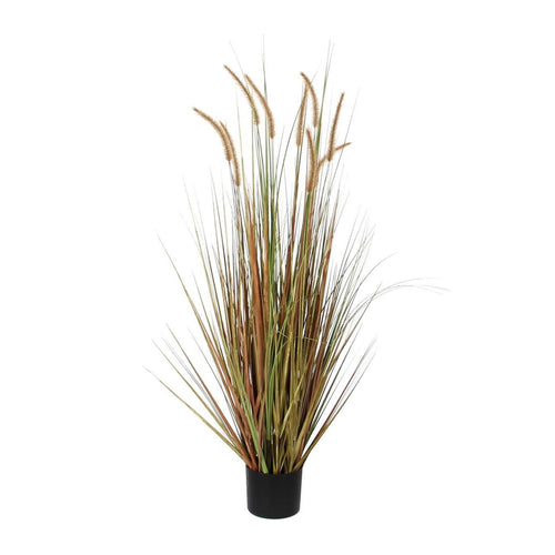Dogtail Plume Grass In Pot (92 cm)